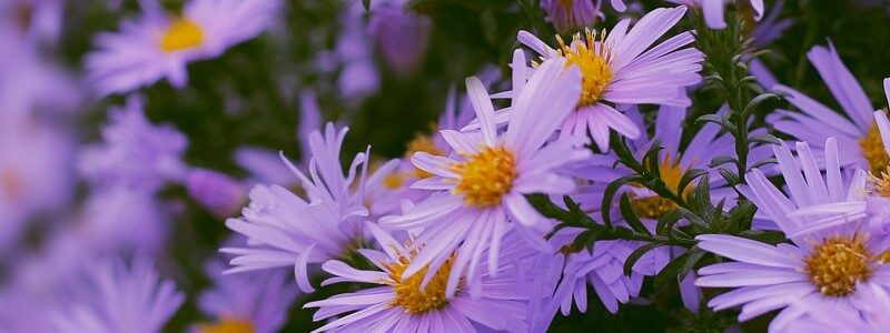 Multicolor & Multipurpose Woocommerce Theme