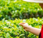 onlineimageresize com tealeaves4547923 640